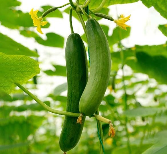 Persian Cucumber