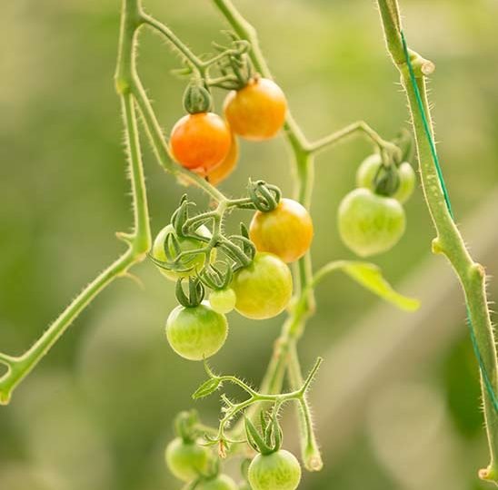 Bari Tomato