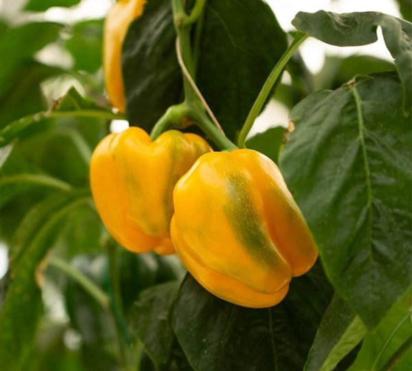 Yellow Capsicum